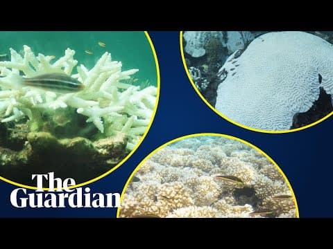 The 2005 Caribbean bleaching