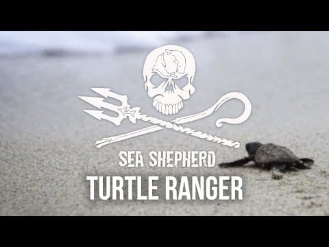 Become a Part-Time Turtle Ranger