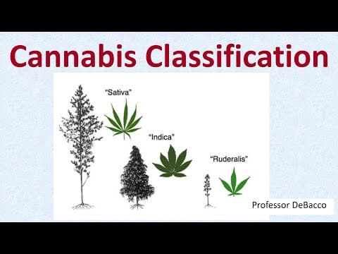 Cannabis classification and the Cannabaceae family