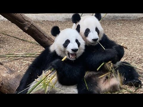 Atlanta's four bears go home