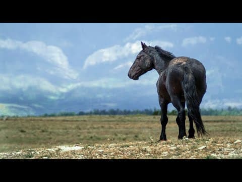 Pryor Mountain Wild Horses 1