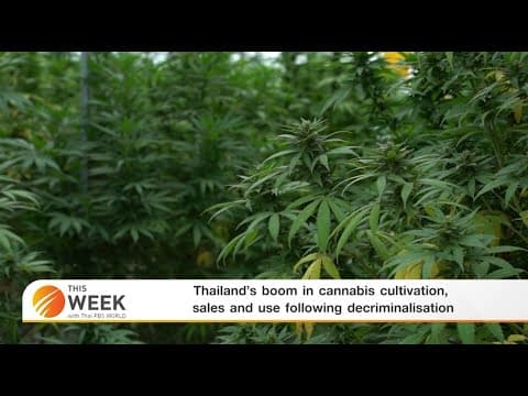 Thailand's Cannabis Boom After Decriminalisation
