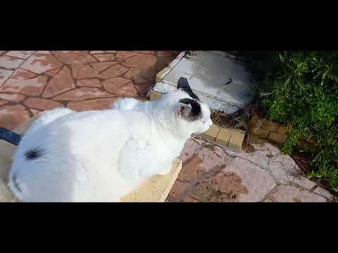 ΑΓΙΟΣ ΓΟΡΔΙΟΣ - ΠΑΝΕΜΟΡΦΟ ΤΟΥΡΙΣΤΙΚΟ ΧΩΡΙΟ ΚΑΙ ΠΑΡΑΛΙΑ ΣΤΗΝ ΜΕΣΗ ΚΕΡΚΥΡΑ (ΣΤΟ ΔΥΤΙΚΟ ΤΗΣ ΤΜΗΜΑ)