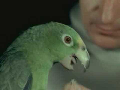 Le monde sans soleil: The parrot