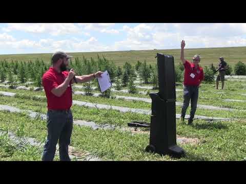 Diploid and triploid hemp varieties