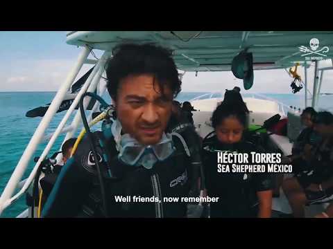 Diving in Mexico's Coral Reefs with Artists for Sea Shepherd