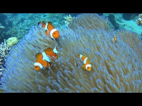 WW11 Wreck dive Hirokawa Maru ‘BONEGI 1’Guadalcanal Solomon Islands