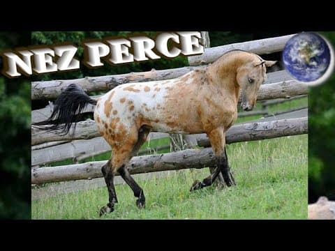 TOP Beautiful Nez Perce Horse in the World!