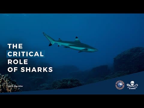 The Critical Role of Sharks