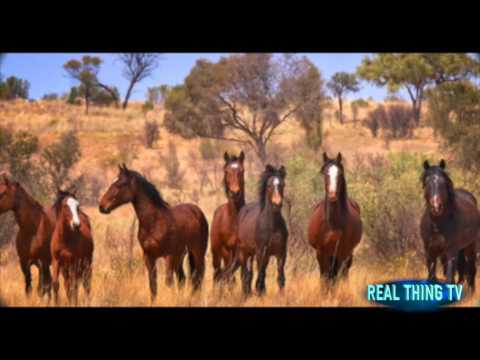 3,600 wild horses shot down in mass animal cull because they 'damage nature'