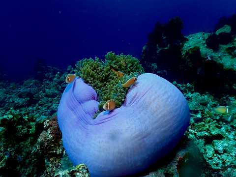 Gizo Scuba Diving