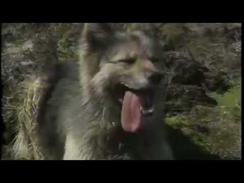 Documental Bagualeo Caballos Salvajes - En la Patagonia