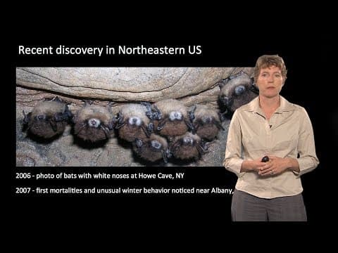 Winifred Frick on White-Nose Syndrome