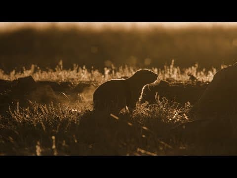 Prairie Dogs as Ecosystem Engineers