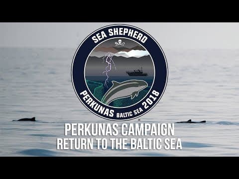 Perkunas Campaign: Return to the Baltic Sea