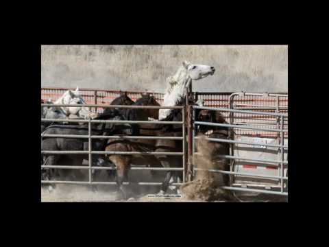 Roundup Wreck