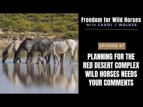 67. Planning for the Red Desert Complex Wild Horses Needs Your Comments