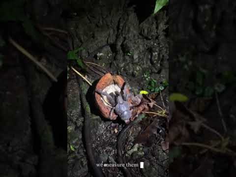 Tetepare coconut crab monitoring