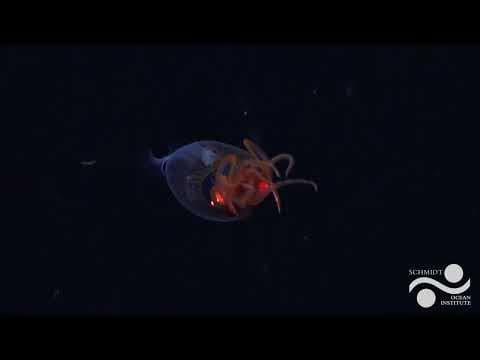 Colossal squid - first live observation