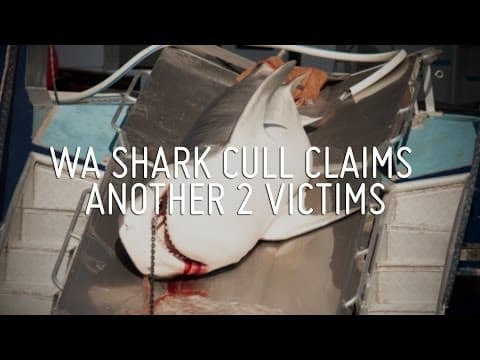 Operation Apex Harmony: WA Shark Cull Claims Another Two Victims