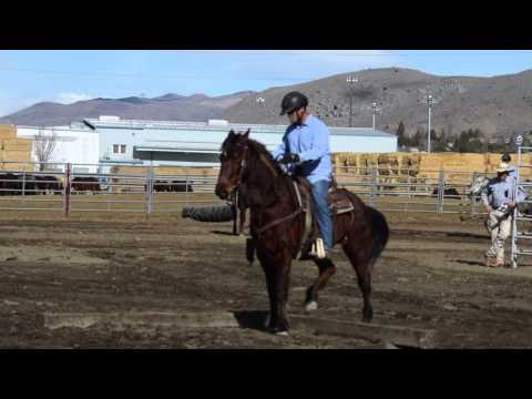NNCC Horse Adoption -Freight Train - 6801