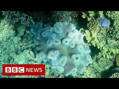The 2020 Great Barrier Reef bleaching