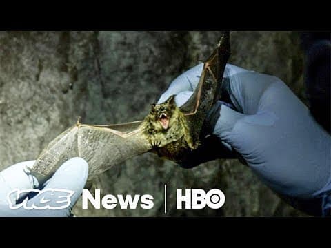 White-nose syndrome in bats