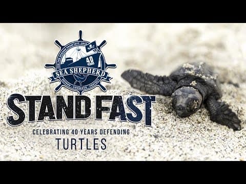 Stand Fast: 40 Years Defending Turtles