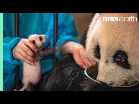 Watch - inside a panda nursery
