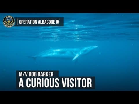 Sea Shepherd Crew Visited by a Minke Whale