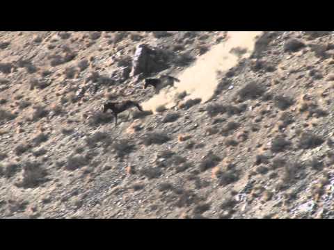 WASSUK WILD HORSE BLM ROUND UP