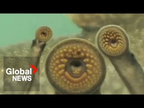 The sea lamprey invasion