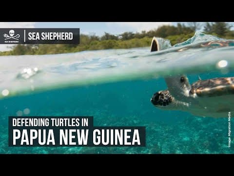 Defending Turtles in Papua New Guinea