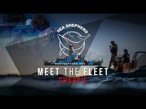 Meet the Fleet - Sharpie
