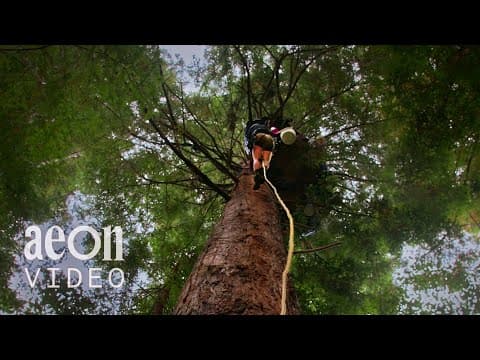 Sentinels - the tree-sitters