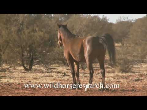 The Desert Brumby Promo