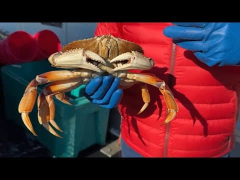 Crab sold off the boats at Fisherman's Wharf