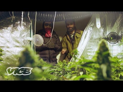 Inside the Amsterdam coffeeshop supply problem