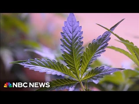 Teen marijuana use and psychotic disorders, NBC report