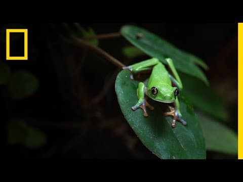 The amphibian chytrid pandemic