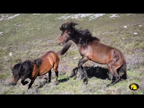Braniego Asturcones