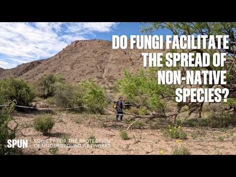 Do Fungi Help Invasive Willows Spread in Patagonia?