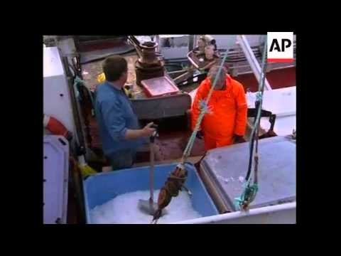 WRAP Whalers make first kill, boat back in harbour