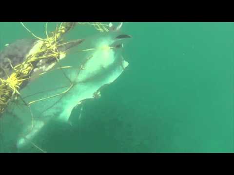 Operation Apex Harmony: Two rare Japanese Devilrays found in shark net - Queensland