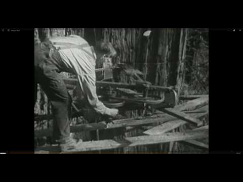 How Loggers Cut Giant Redwoods (1940) - the era Stihl set out to change