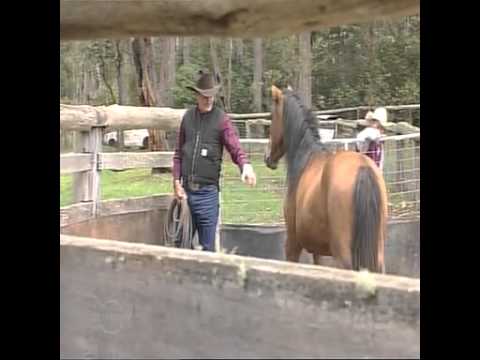 Saving Australia's brumbies (wild horses) from aerial shooters