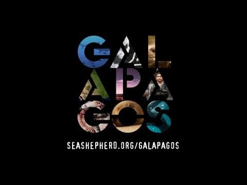 Sea Shepherd and the Galapagos