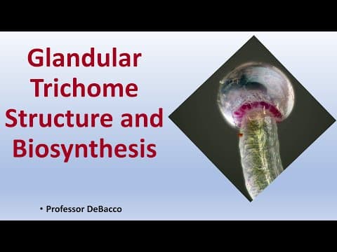 Glandular trichome structure and biosynthesis