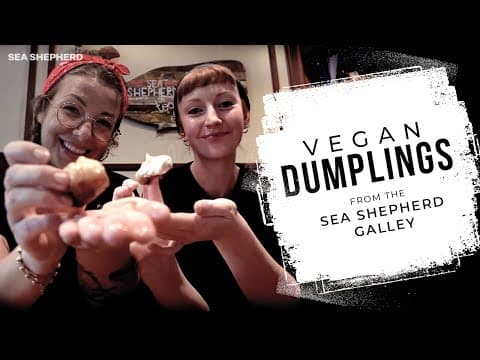 Cooking vegan dumplings with the Sea Shepherd crew!
