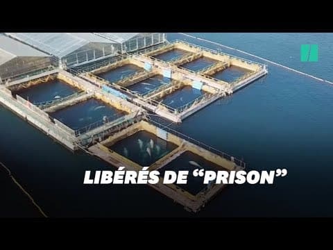Cousteau obtient la libération de 100 cétacés en Russie